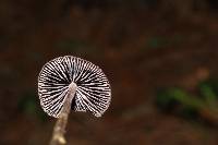 Psilocybe neoxalapensis image