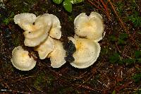 Hygrophorus chrysodon image