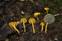 Cantharellus minor image