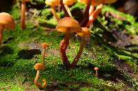 Gymnopilus picreus image