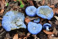 Lactarius indigo image