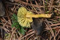 Hygrocybe psittacina var. psittacina image