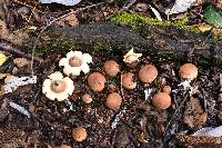 Geastrum saccatum image