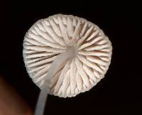 Mycena stylobates image