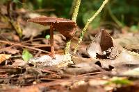 Psilocybe zapotecorum image