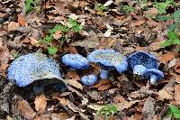 Lactarius indigo image