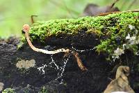 Ophiocordyceps gracilioides image