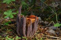 Alloclavaria purpurea image