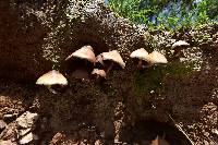 Psilocybe caerulescens image