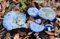 Lactarius indigo image