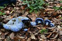 Lactarius indigo image