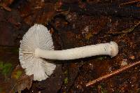 Amanita farinosa image