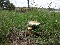 Psilocybe cubensis image