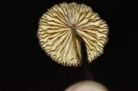 Marasmius plicatulus image