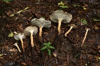 Polyporus radicatus image