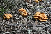 Omphalotus illudens image