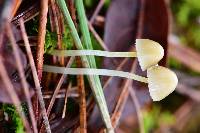 Mycena epipterygia image