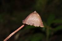 Psilocybe neoxalapensis image