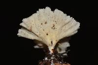 Cotylidia diaphana image