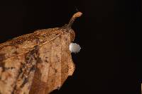 Mycena stylobates image