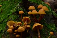 Gymnopilus picreus image