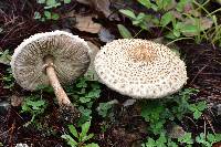 Macrolepiota colombiana image