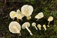 Hygrophorus chrysodon image