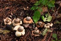 Geastrum saccatum image