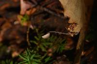 Mycena stylobates image