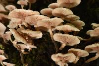 Armillaria puiggarii image