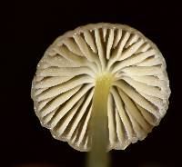 Mycena epipterygia image