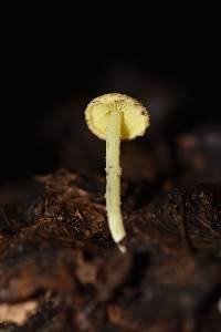 Lepiota trichroma image