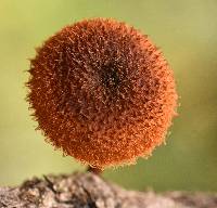 Phaeomarasmius erinaceus image