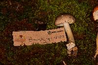 Amanita arocheae image