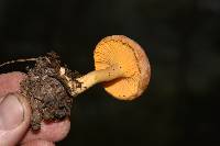 Cantharellus roseocanus image