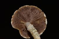 Stropharia aeruginosa image