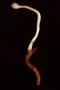 Ophiocordyceps gracilioides image