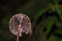 Psilocybe neoxalapensis image