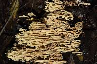 Ramaria stricta image