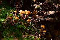 Gymnopilus picreus image