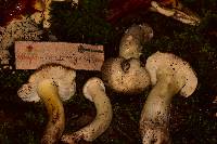 Tricholoma saponaceum image