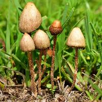 Psilocybe mexicana image