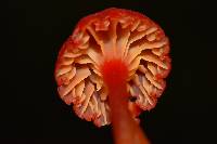 Hygrocybe cantharellus image