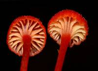 Hygrocybe cantharellus image