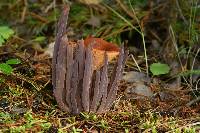 Alloclavaria purpurea image