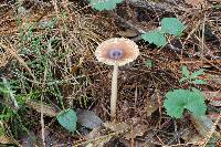 Amanita fulva image