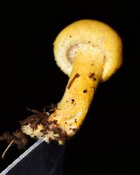 Hygrophorus chrysodon image