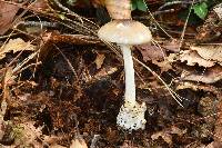 Amanita arocheae image