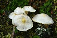 Hygrophorus chrysodon image