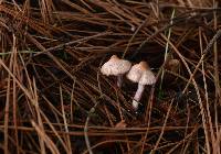 Inocybe geophylla image